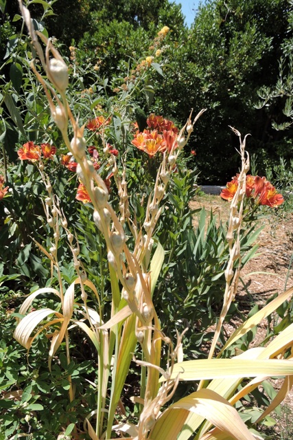 Gladioli seed pods